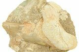 Huge Otodus Shark Tooth Fossil in Rock - Morocco #292021-1